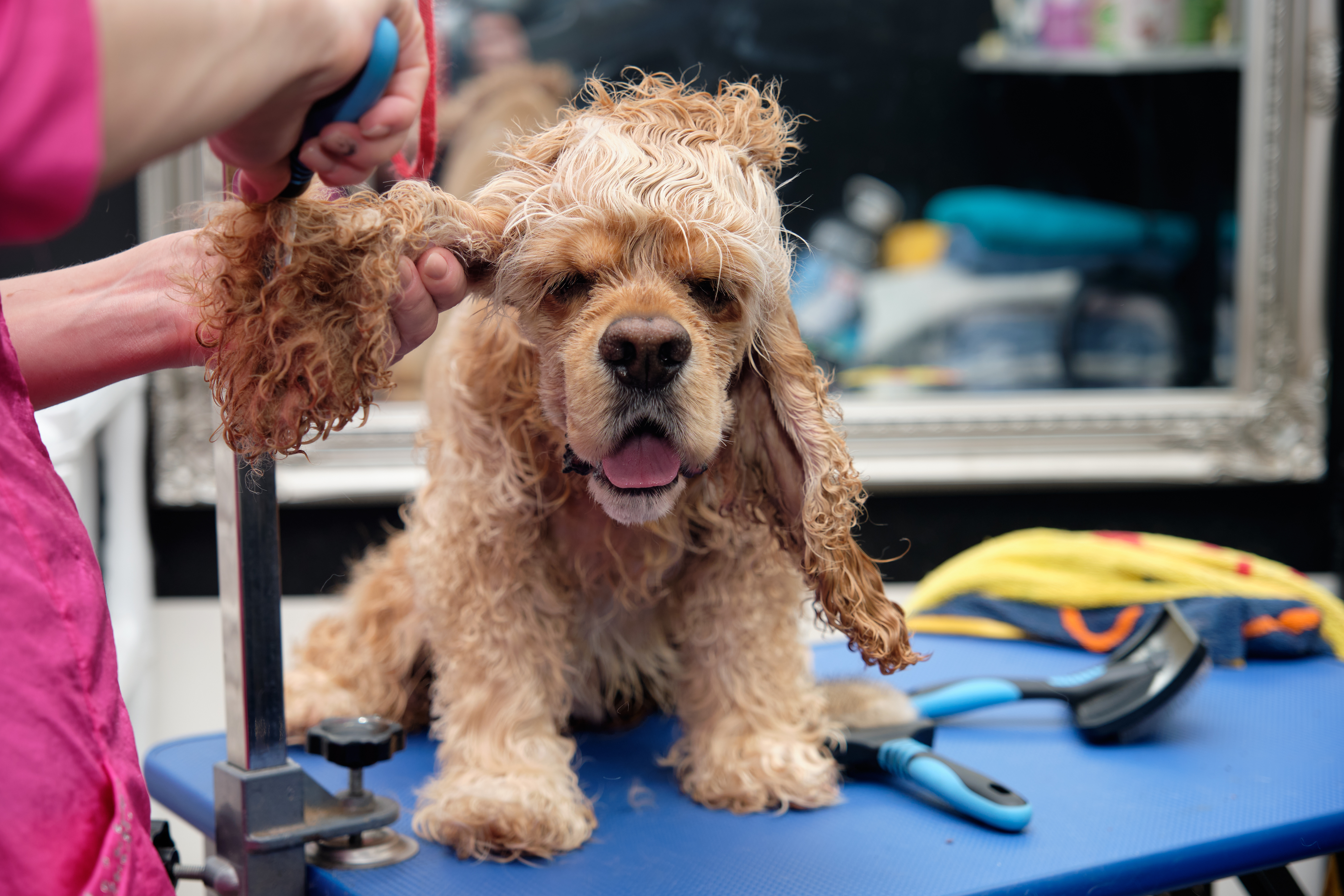 Groomer combs out ear american cocker spaniel animal salon